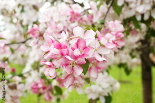 Branch of a blossoming decorative apple tree with buds and flowers