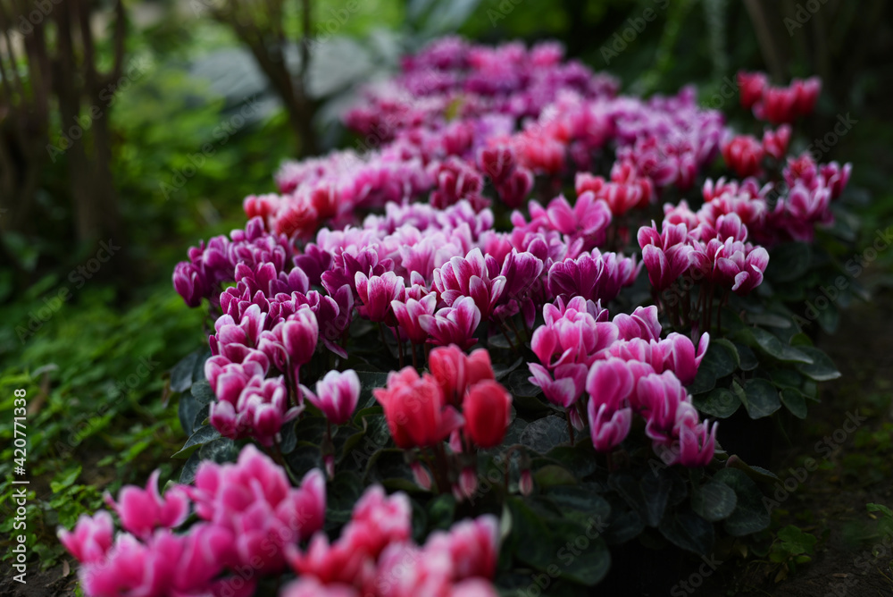 Flower carpet of red and pink, purple cyclamen persicum plants in the garden. Winter flowers: cyclamen flowers in a greenhouse, landscape orientation.