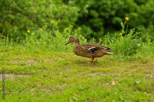 Small Domestic ducks on green grass springtime