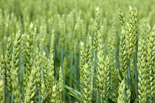 Green wheat field, close-up ears of grain on a beautiful sunny day