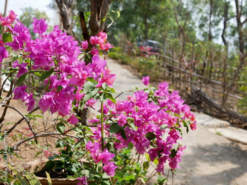 Bougainvillea 