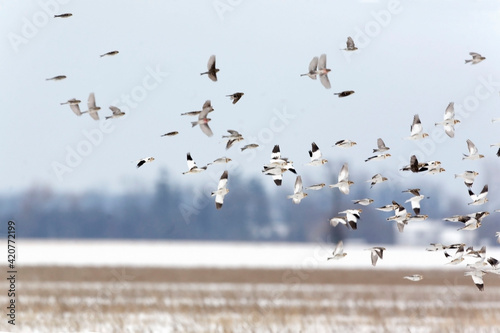 Snow Bunting, Plectrophenax nivalis, flock in flight