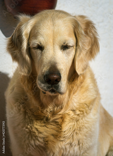 veterinario salud sueño labrador canina