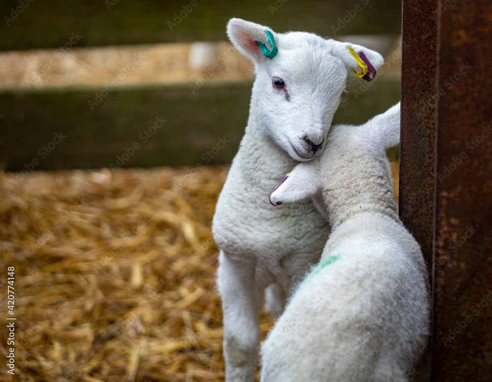 Obraz premium Spring lambs on a Kent farm, England