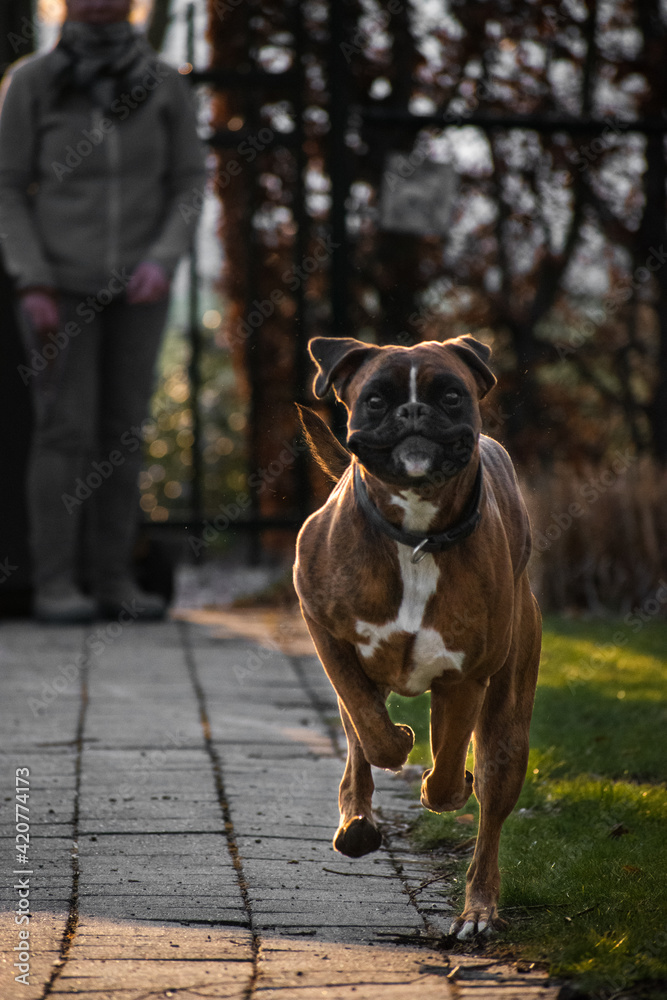 dog running