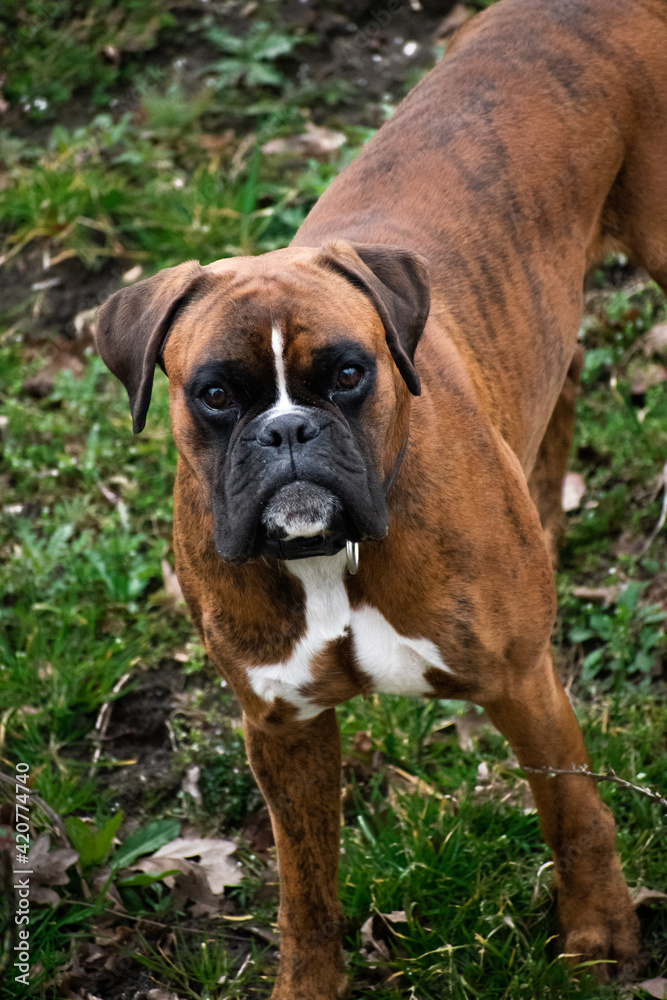 dog portrait boxer