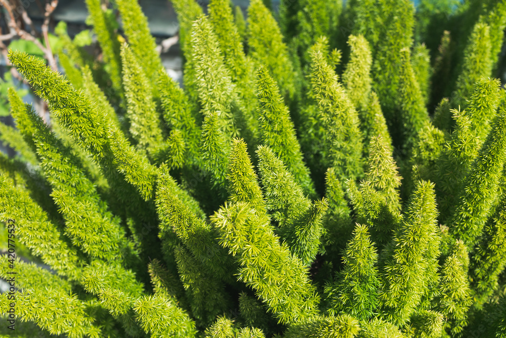 asparagus fern, plume asparagus, asparagus densiflorus or foxtail fern green stalks close-up, horizontal outdoors summer tropical floral and botanical stock photo image background