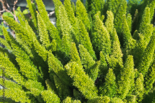 Obraz na płótnie asparagus fern, plume asparagus, asparagus densiflorus or foxtail fern green stalks close-up, horizontal outdoors summer tropical floral and botanical stock photo image background w salonie