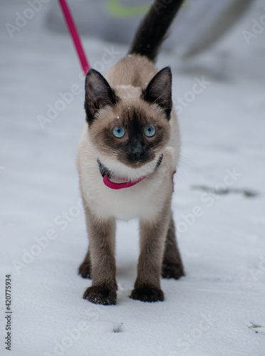 cat with blue eyes in the snow