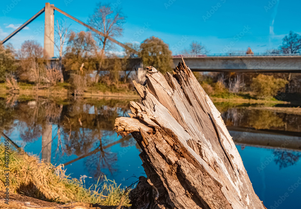 Beautiful autumn or indian summer view with details of a tree stump near Mettenufer, Danube, Bavaria, Germany Beautiful autumn or indian summer view with details of a tree stump near Mettenufer, Danube, Bavaria, Germany