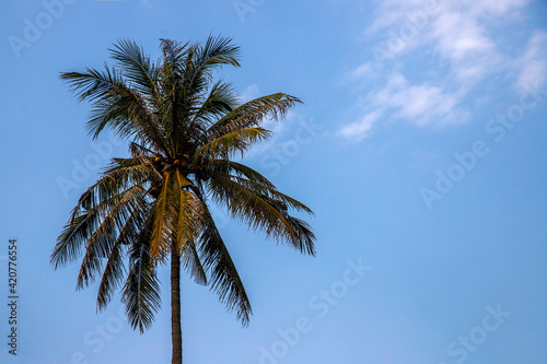 Copy space of tropical palm tree on blue sky background. Summer vacation and nature travel concept.