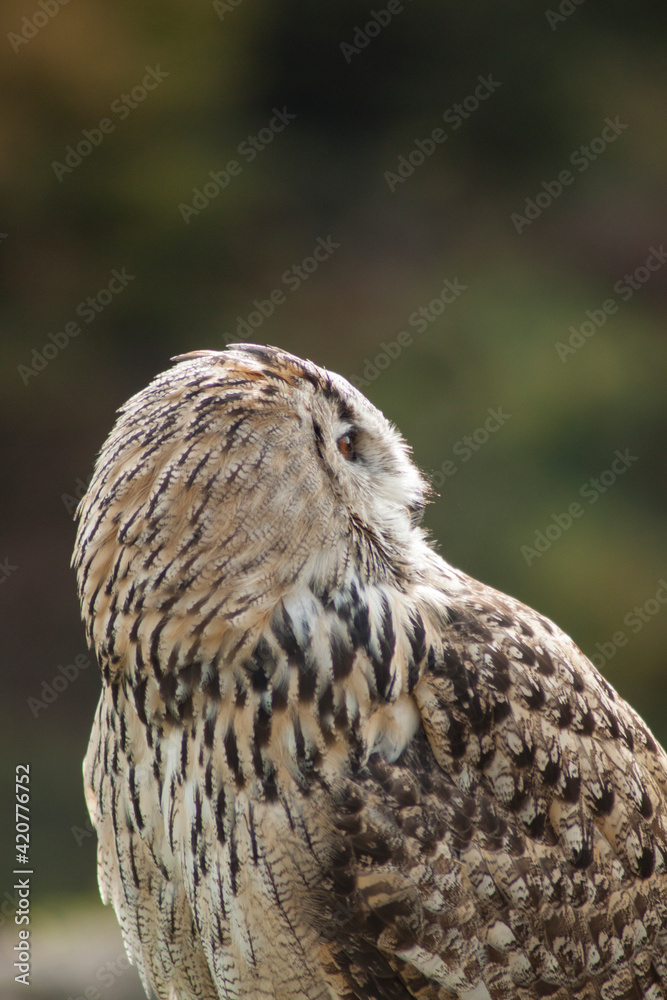 Obraz premium Close view of a white simple owl in the captivity. Natural background.
