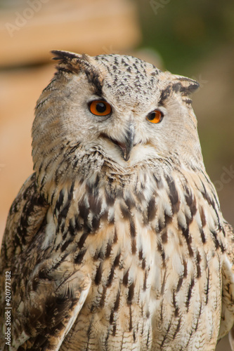 Close view of a white simple owl in the captivity. Natural background.