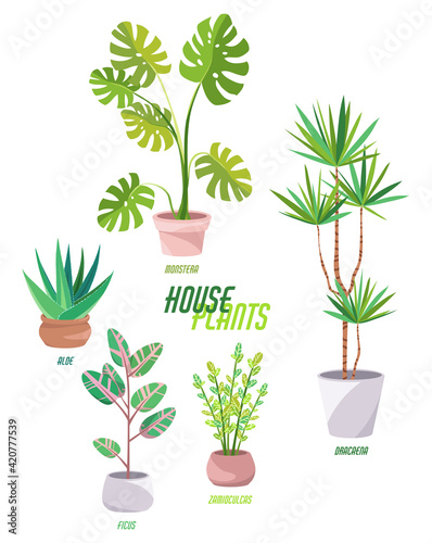 Home garden. Monstera, Dracaena, Ficus, Zamioculcas, Aloe vera. Palm trees and succulents. Cute  house plants. Nature. Cartoon illustration. Isolated clipart set on white background.
