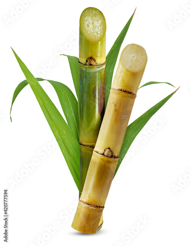 Sugar cane isolated on white background photo