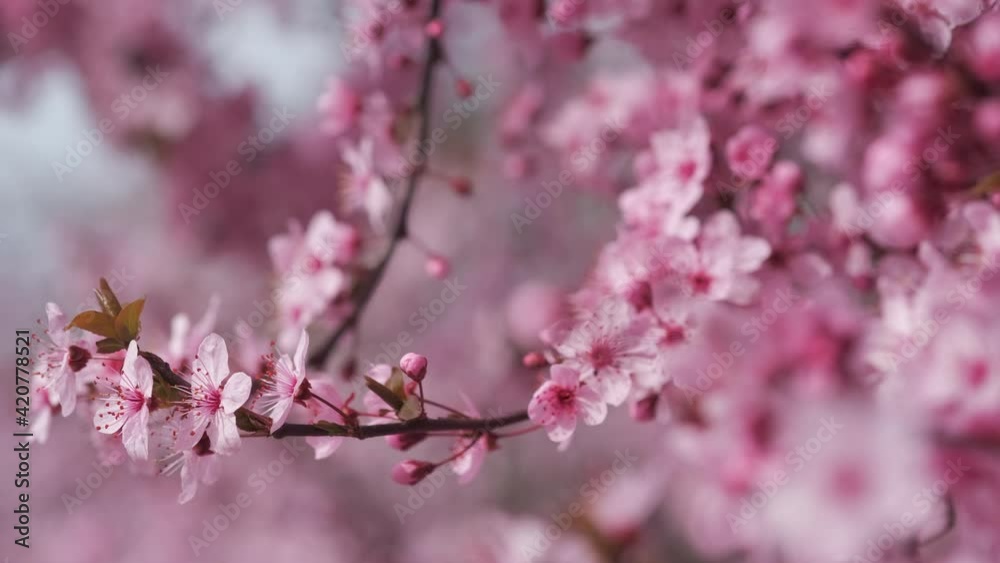 Close up view twig of blooming almond tree during warm sunny day. Blossom of pink flowers. Orchards cultivated lands in southern Spain Close up view twig of blooming almond tree during warm sunny day. Blossom of pink flowers. Orchards cultivated lands in southern Spain