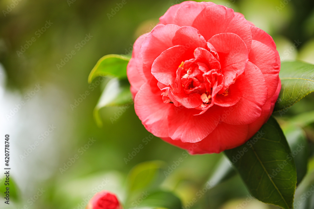 椿の花 椿の花