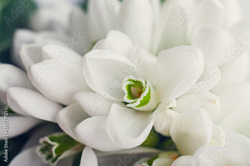 Fototapeta Naklejka Na Ścianę i Meble -  Background of white snowdrops Galanthus nivalis close up macro shoot