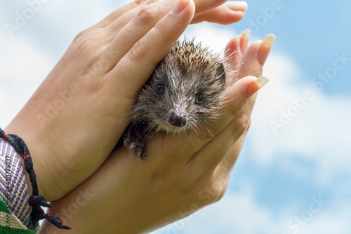 Little West European hedgehog in human hands, environment protection
