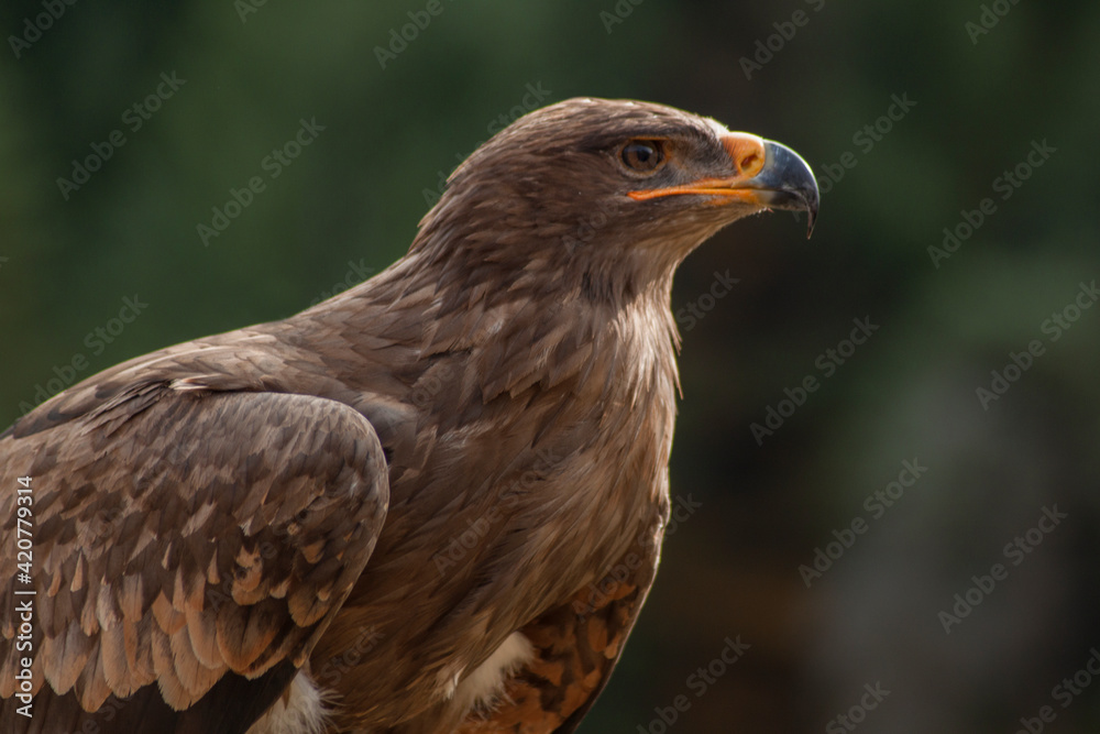 Close view of an eagle in the captivity. Natural background. Close view of an eagle in the captivity. Natural background.