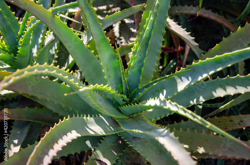 close up on aloe vera plant leaves
