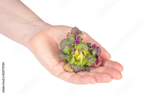 Fresh healthy Sproud flower isolate on white background. photo