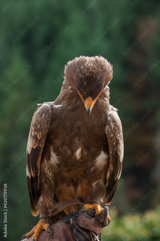 Fototapeta premium Close view of an eagle in the captivity. Natural background.