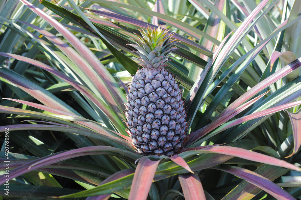 Fototapeta premium Pineapple plantation, Close-up of pineapple tree 