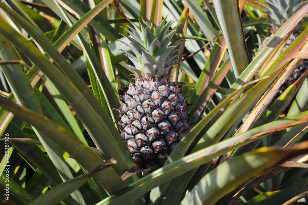 Pineapple plantation, Close-up of pineapple tree
Pineapple plantation, Close-up of pineapple tree