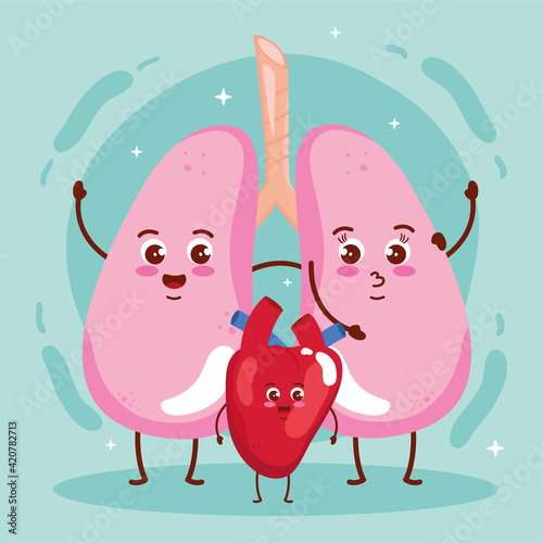 lungs and heart