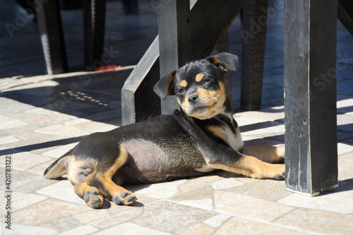 Little cute black puppy basking in the sun under the table of a street cafe. Love for pets, baby dog.