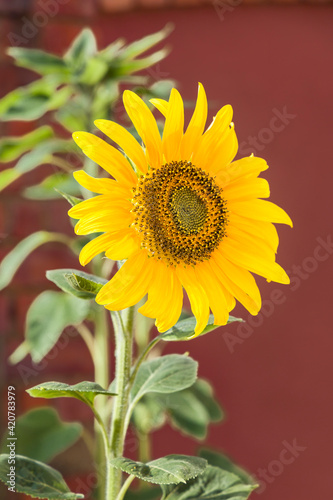 Fototapeta Naklejka Na Ścianę i Meble -  Sunflower Giant Single growing in a pot, UK