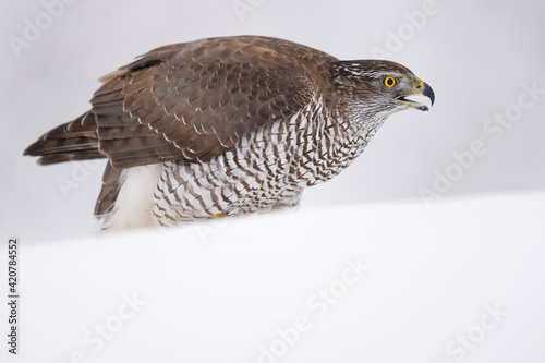 Goshawk in the snow