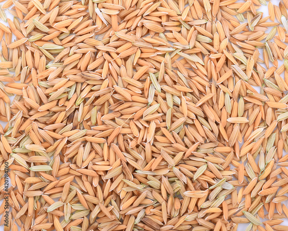Paddy rice isolated on white background. ears of paddy jasmine rice with copy space Paddy rice isolated on white background. ears of paddy jasmine rice with copy space