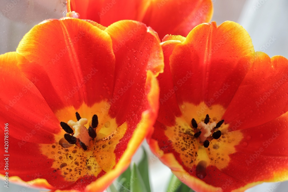 red and yellow tulip red and yellow tulip