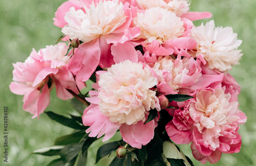 beautiful bouquet of pink peony flowers in a vase. womens day or wedding background . soft selective focus beautiful bouquet of pink peony flowers in a vase. womens day or wedding background . soft selective focus