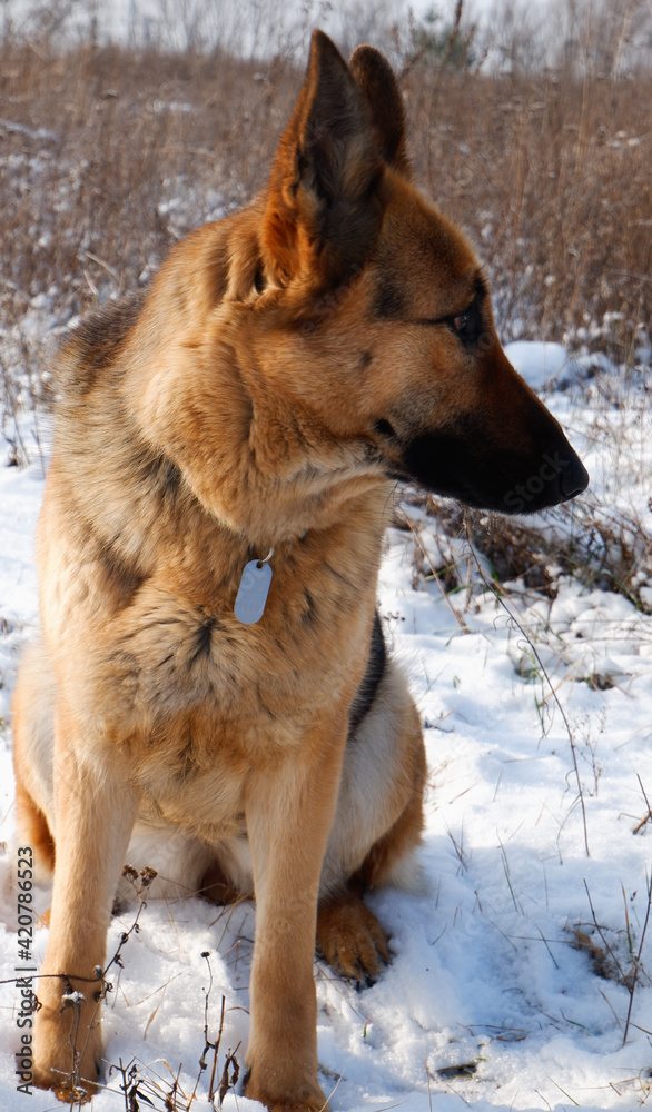 German shepherd dog sitting on white snow in a field. German shepherd dog sitting on white snow in a field.