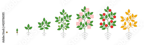 Plant growth stages. Growing period steps. Harvest animation progression phase. Cycle of life. Vector set.