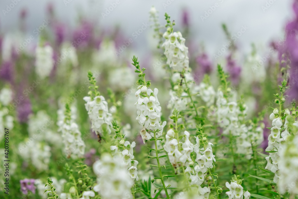 crimson antirrhinum (snapdragon) flower