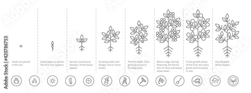 Plant growth stages infographic. Growing period steps. Harvest animation progression. Fertilization phase. Cycle of life. Black line contour outline. Vector icon set.