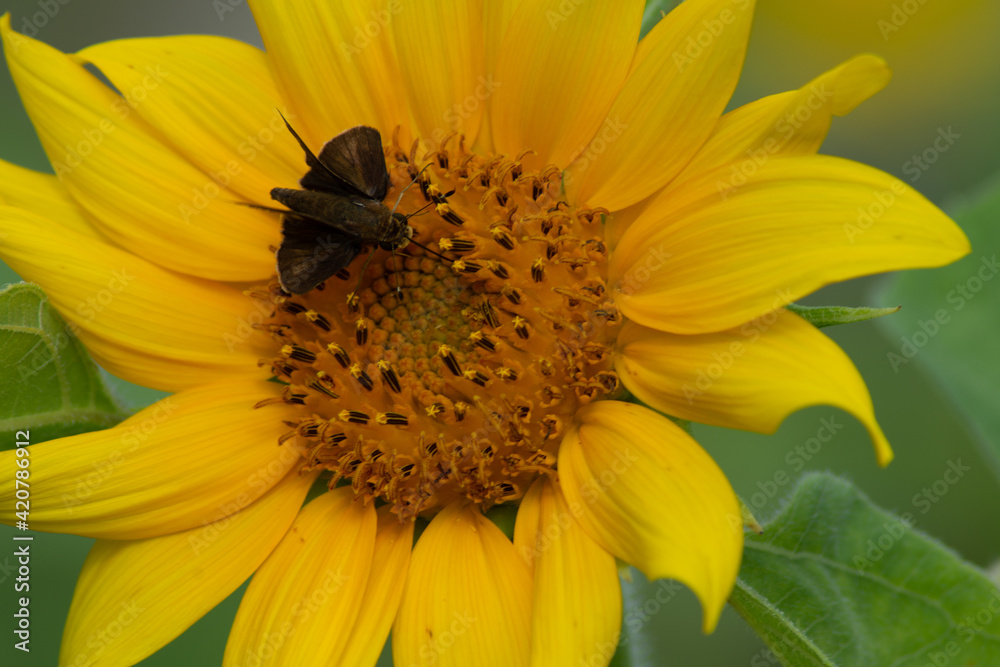 sunflower at day with insects