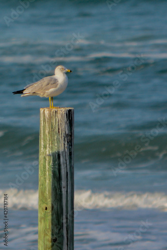 Seagulls relaxing on a pole at New Smyrna Beach on the Atlantic Ocean, Volusia County, Florida