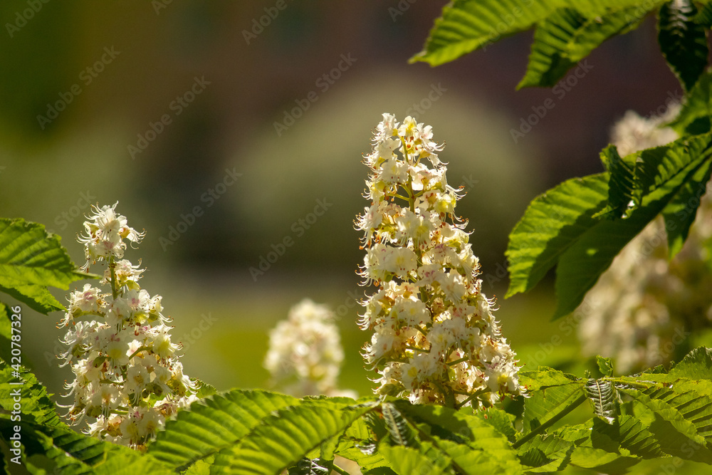A close-up of a white horse-chestnut flower or candle. Aesculus hippocastanum. A close-up of a white horse-chestnut flower or candle. Aesculus hippocastanum.
