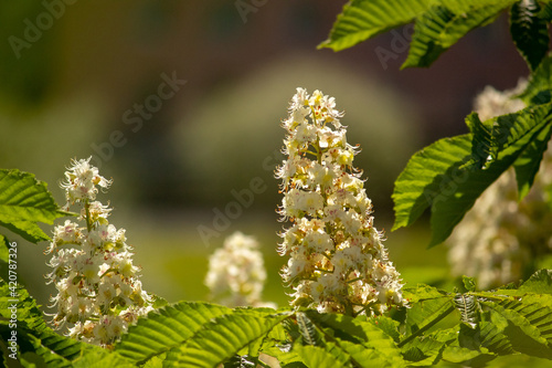 A close-up of a white horse-chestnut flower or candle. Aesculus hippocastanum.