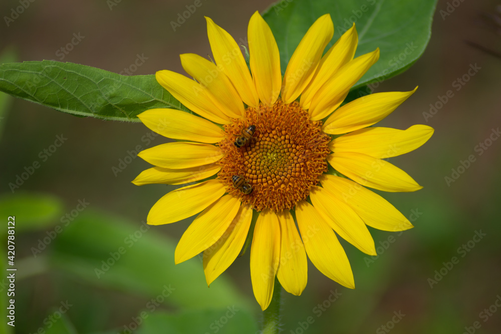 sunflower at day with insects sunflower at day with insects