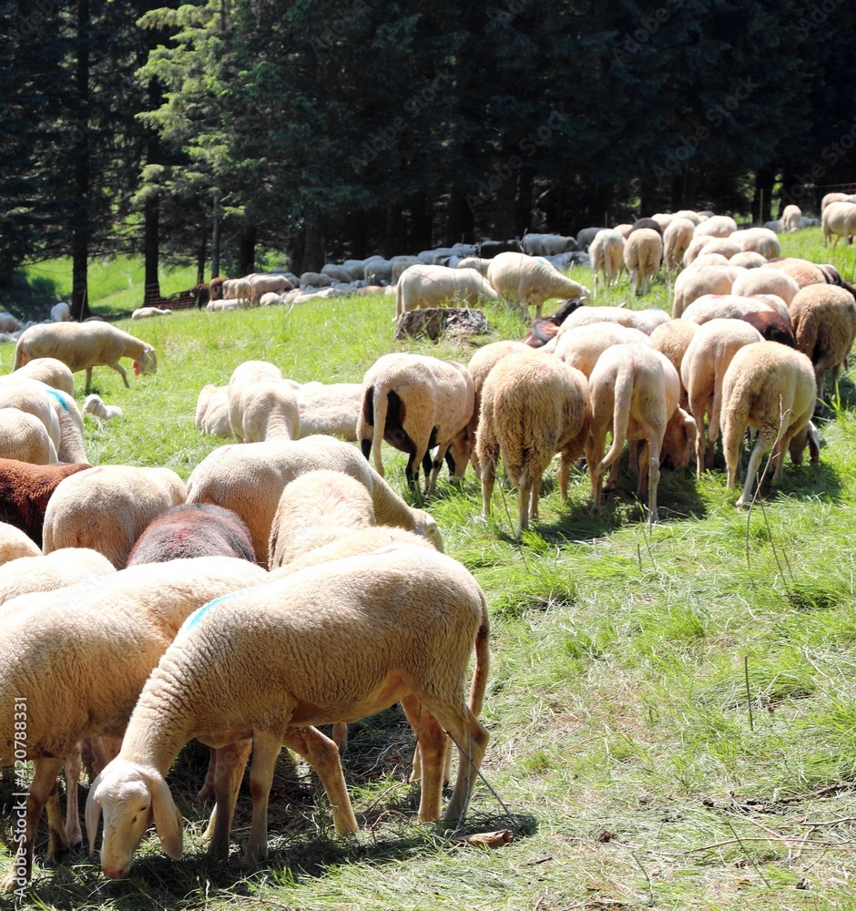 Fototapeta premium IMMUNITY of flock or HERD Immunity against diseases and viruses