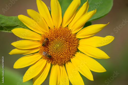 sunflower at day with insects