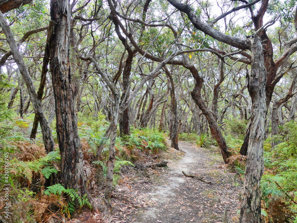 Naklejka premium Märchenwald