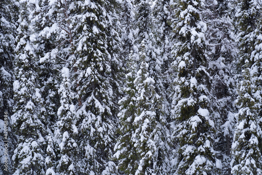 Pine and spruce forest in snow Pine and spruce forest in snow