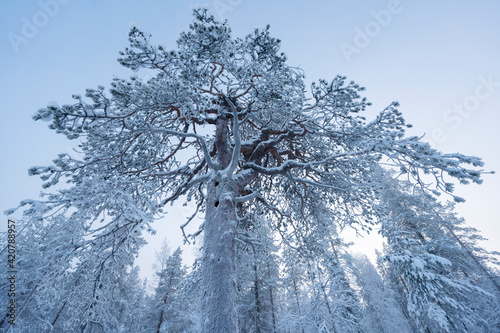 Old growth forest covered in snow photo